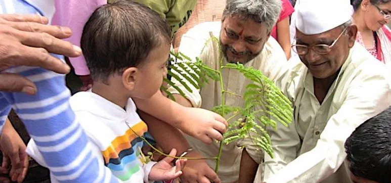 tree plantation big